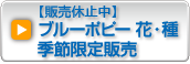 ブルーポピー花･種　季節限定販売