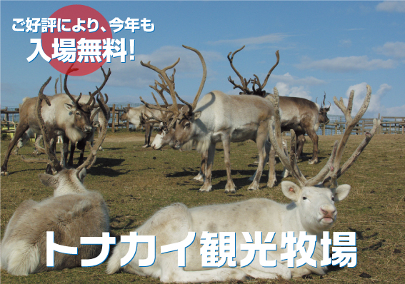 トナカイたちの日常風景